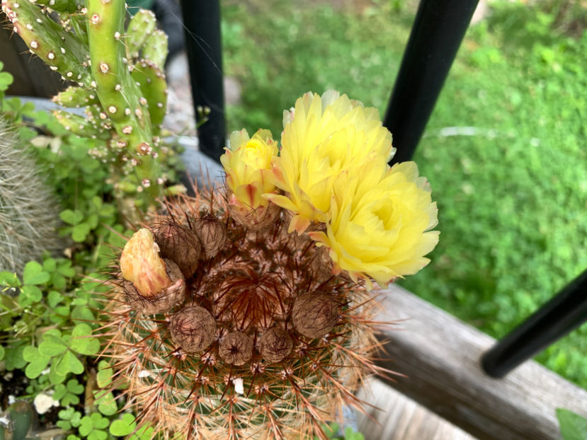  - Jurnalul gradinii 2021