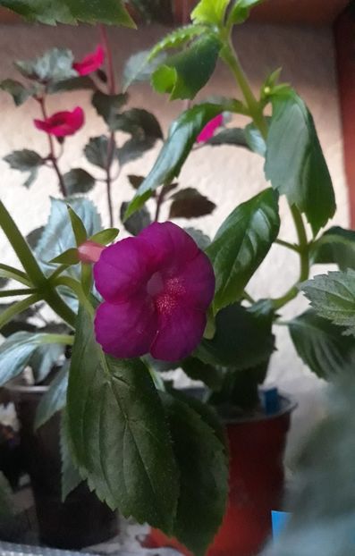  - R21 - BRID s LOVELY IOANA