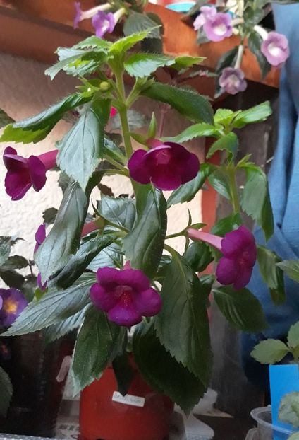  - R21 - BRID s LOVELY IOANA