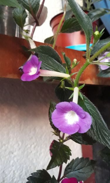  - R21 - BRID s NOBLESSE