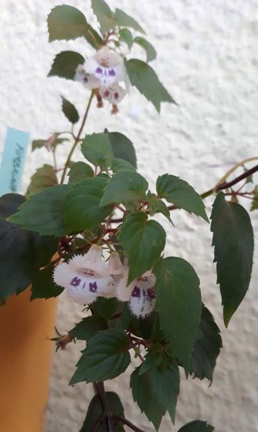  - 0001 2022 - Fimbriata