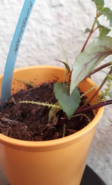  - 0001 2022 - Fimbriata