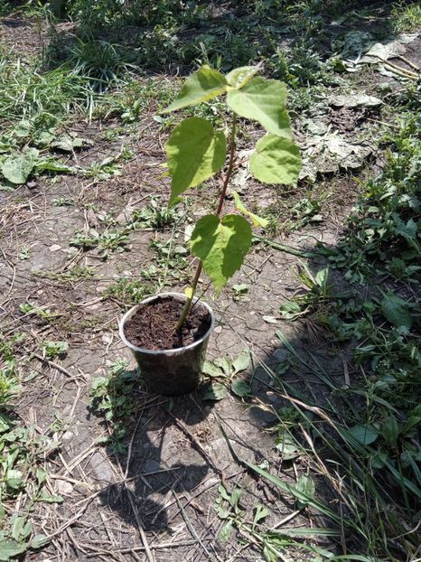 Hibiscus moschetous roșu 25 lei - Disponibil