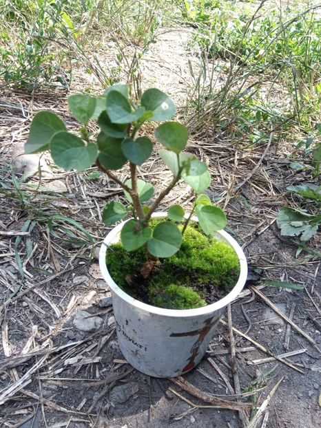 Abutilon galben 25 lei - Disponibil