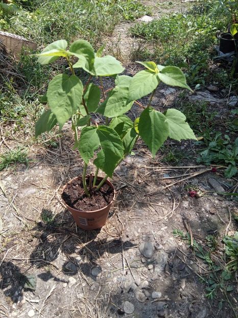 Hibiscus moschetous 35lei - Disponibil