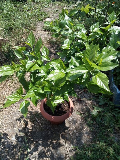 Hibiscus roșu 50 lei - Disponibil