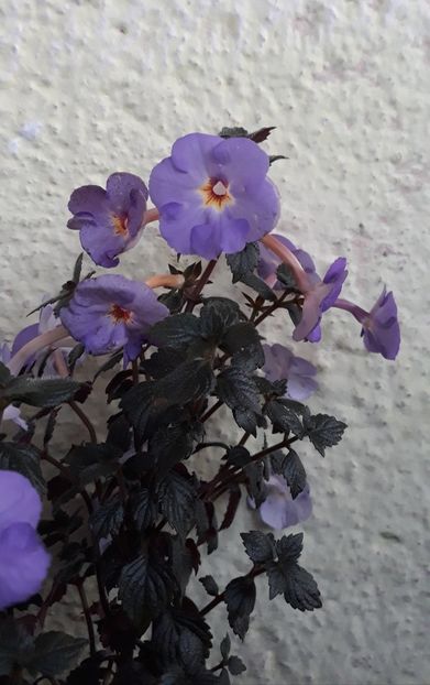  - 001 2021 - Crowning Day