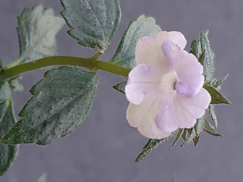  - Achimenes
