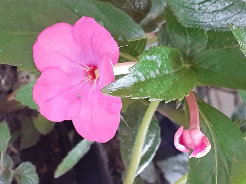  - Achimenes