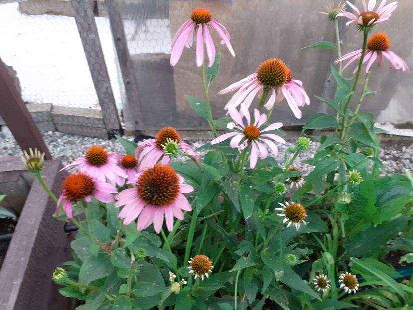  - Gradina mea work in progress