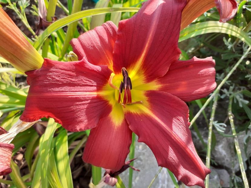 Savory - Hemerocallis 2021