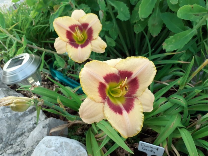 Custard candy - Hemerocallis 2021