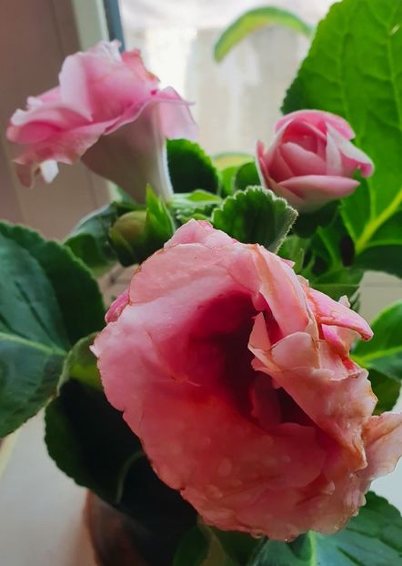 Gloxinia - Gloxini 2012-2025