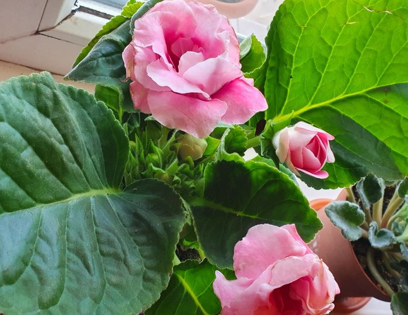 Gloxinia - Gloxini 2012-2025