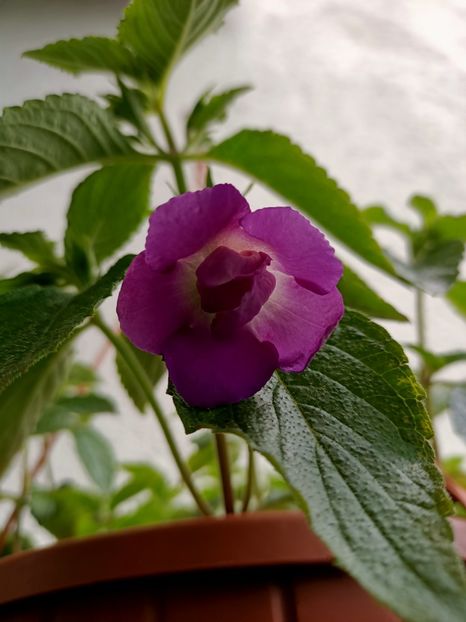 Img.2021.07.26 - BriDs Sarina