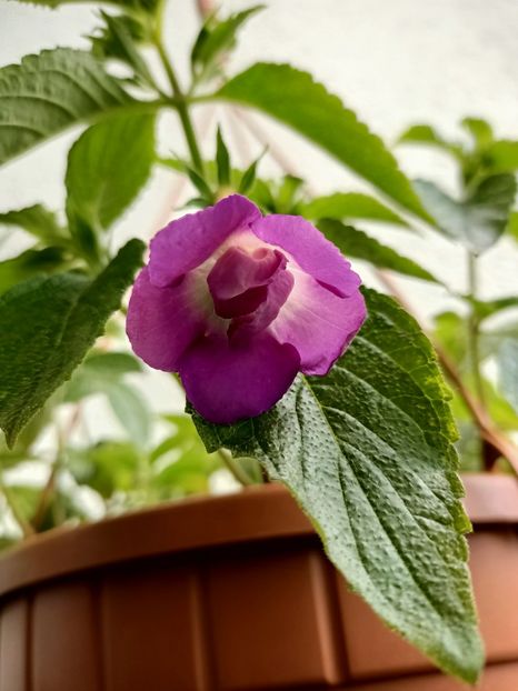 Img.2021.07.26 - BriDs Sarina