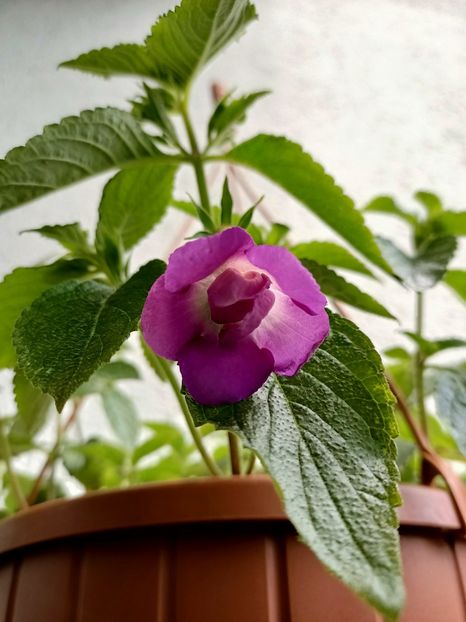 Img.2021.07.26 - BriDs Sarina