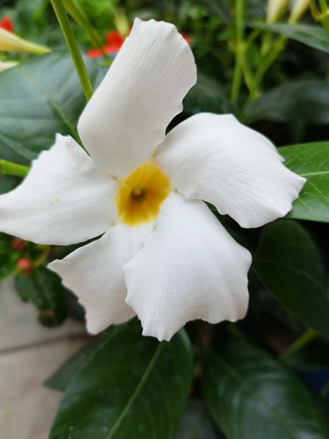 Dipladenia - 0 0 2021