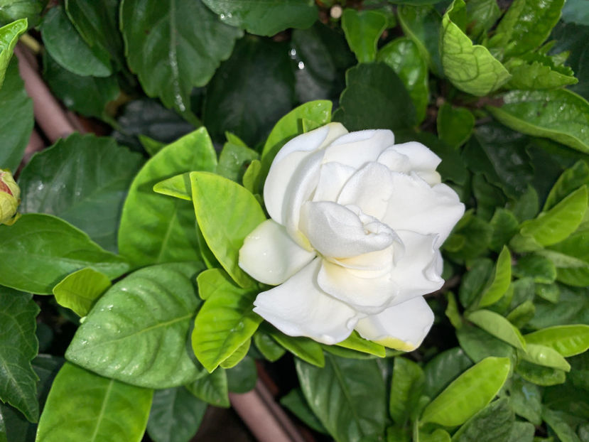  - Jurnalul gradinii 2021