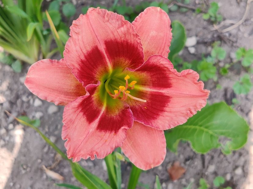 Pink dress - Hemerocallisi 1