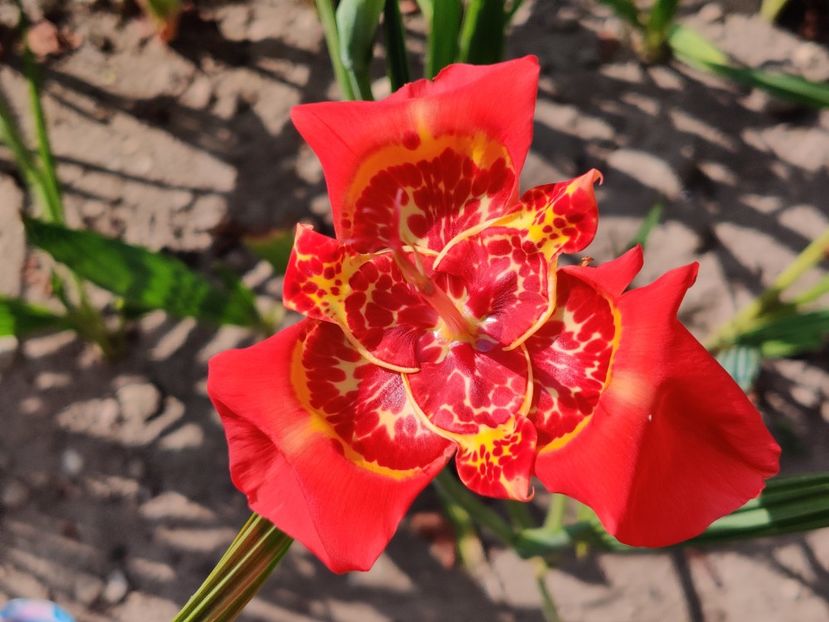 Tigridia - Diverse flori de gradina
