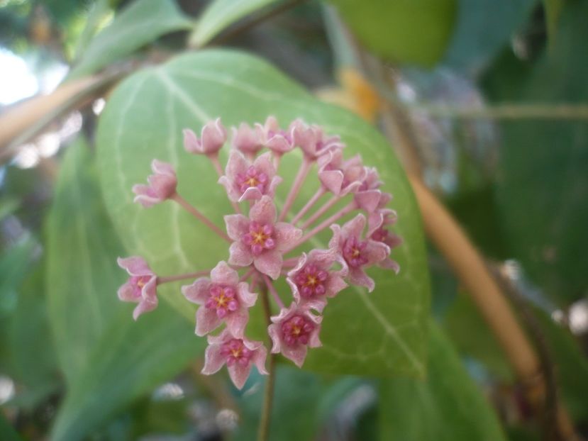 P1500082 - HOYA 2021-2