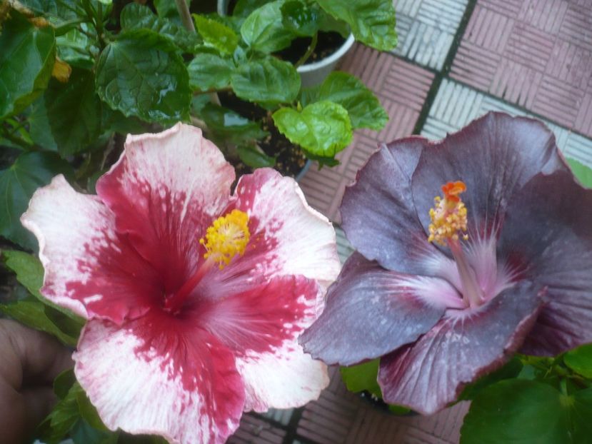 P1500086 - HIBISCUSI 2021-3