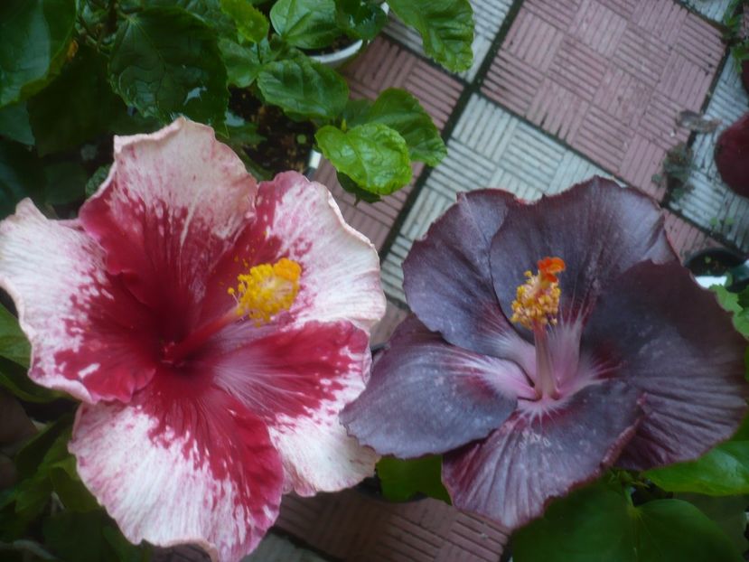 P1500087 - HIBISCUSI 2021-3