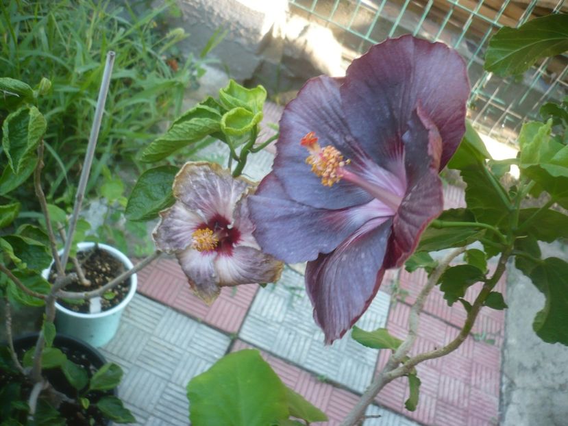 P1500089 - HIBISCUSI 2021-3