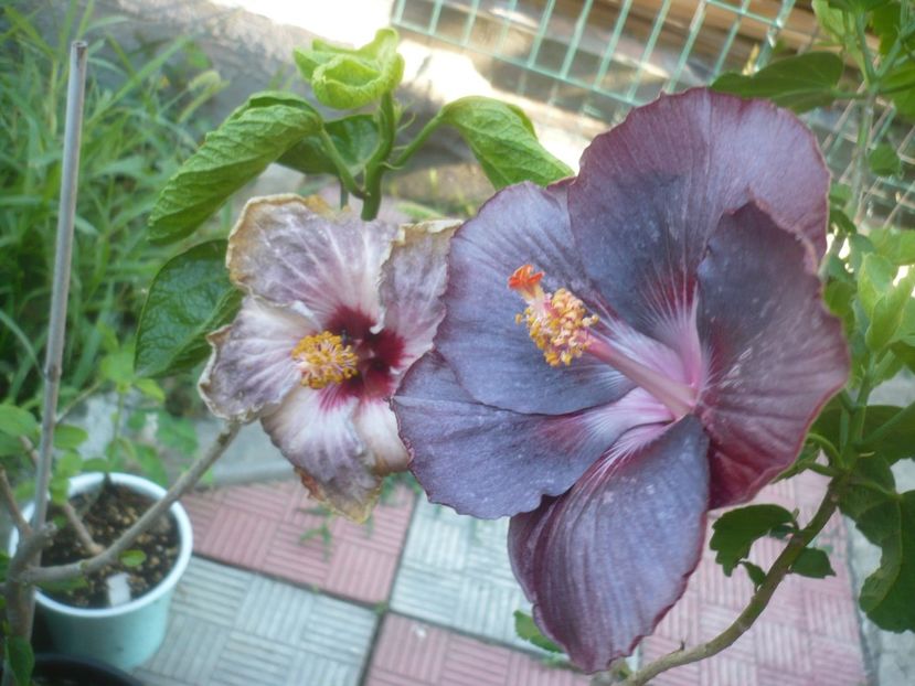 P1500090 - HIBISCUSI 2021-3