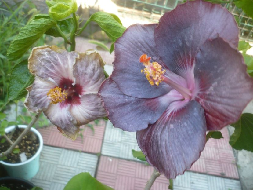 P1500091 - HIBISCUSI 2021-3