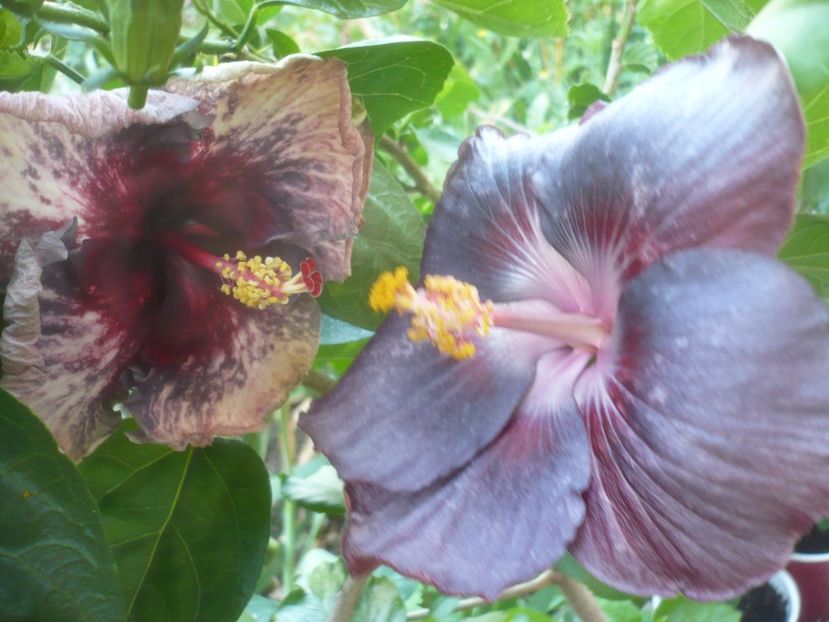 P1500096 - HIBISCUSI 2021-3