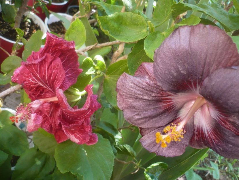 P1500105 - HIBISCUSI 2021-3