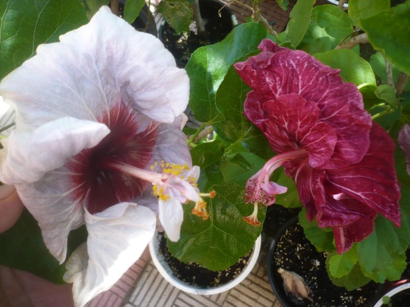 P1500107 - HIBISCUSI 2021-3