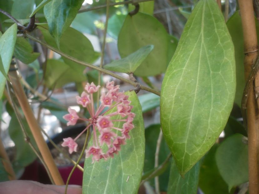 P1500079 - HOYA 2021-2