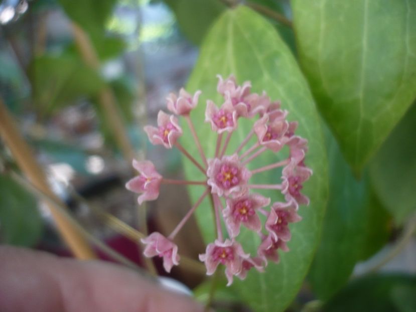 P1500080 - HOYA 2021-2