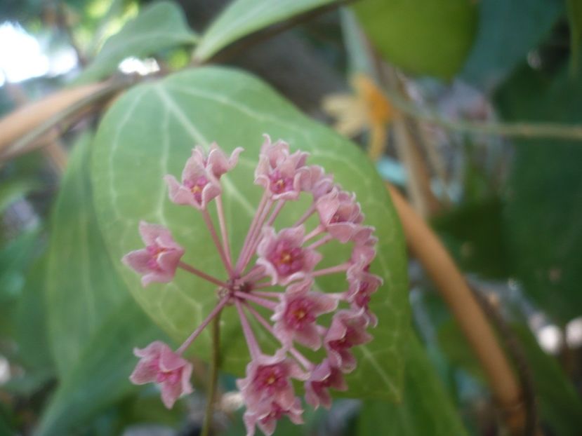 P1500081 - HOYA 2021-2