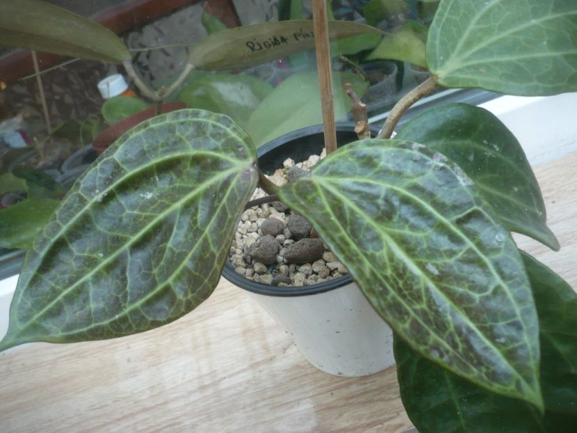P1500109 - HOYA 2021-2