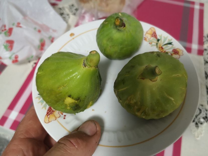 Dottato - Arbori fructiferi 2021