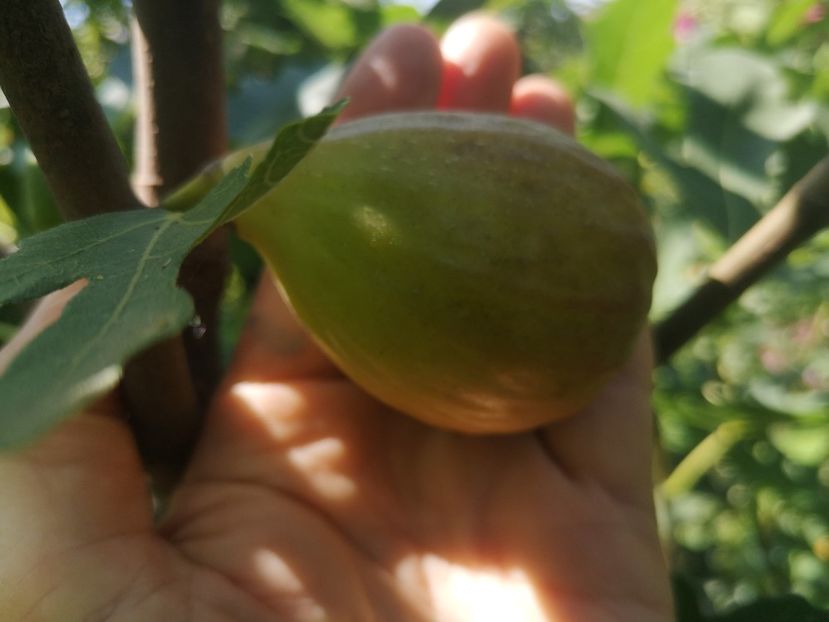 Simian - Arbori fructiferi 2021