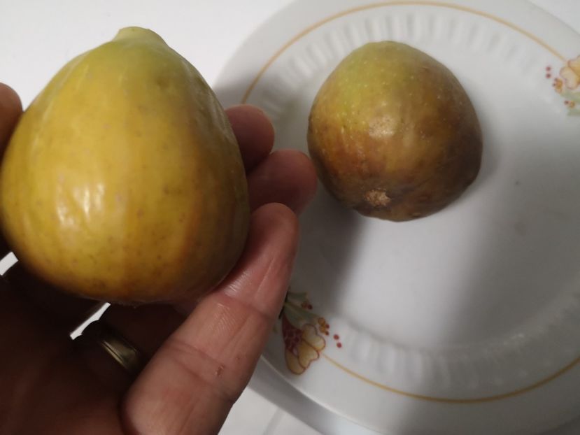  - Arbori fructiferi 2021