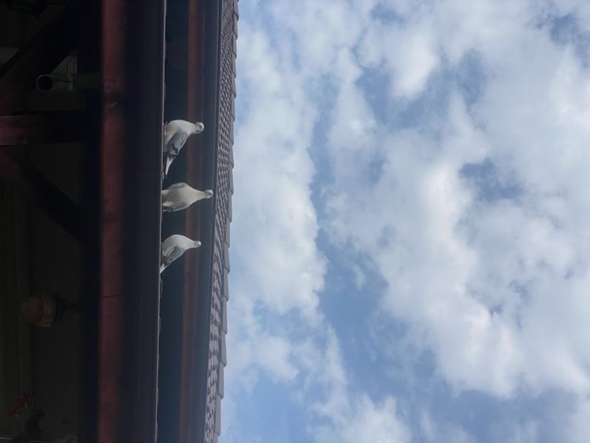 078ED248-3786-4136-B7CA-06BF72BFDF1E - Jucatori de Galați