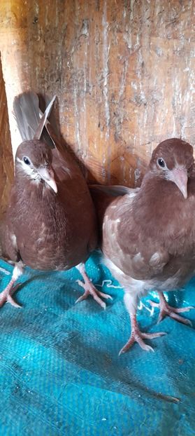  - Rolleri de Birmingam 2021