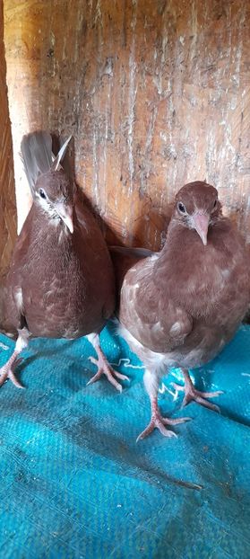  - Rolleri de Birmingam 2021