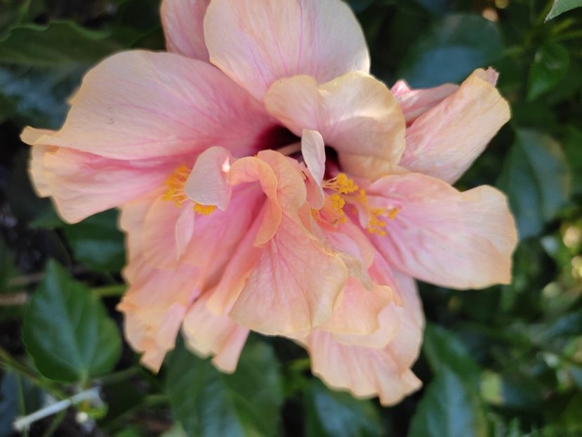  - Hibiscus 2021-2