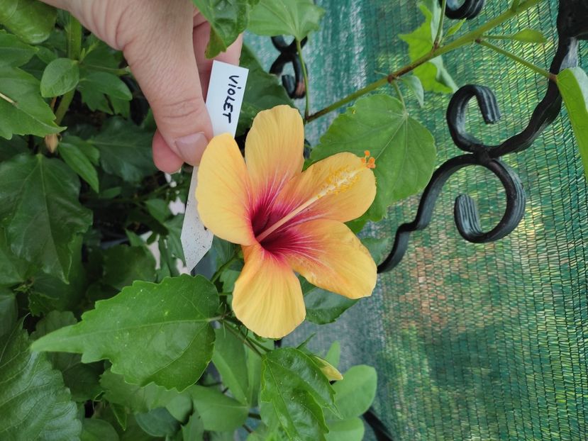  - Hibiscus 2021-2