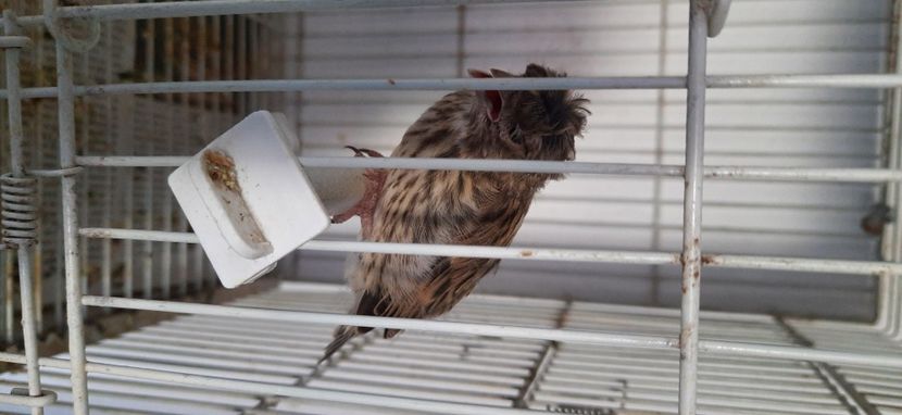  - Pui hibrizi petrusi 2021