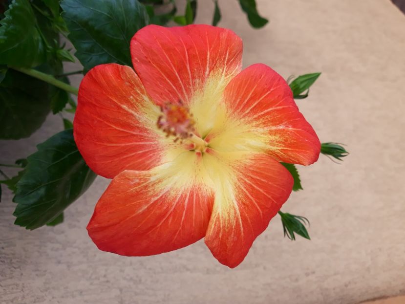  - Hibi no id bicolor