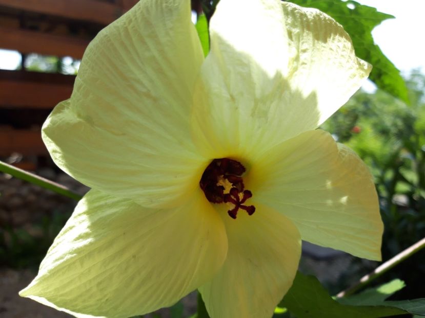 Manihot - hibiscusii mei
