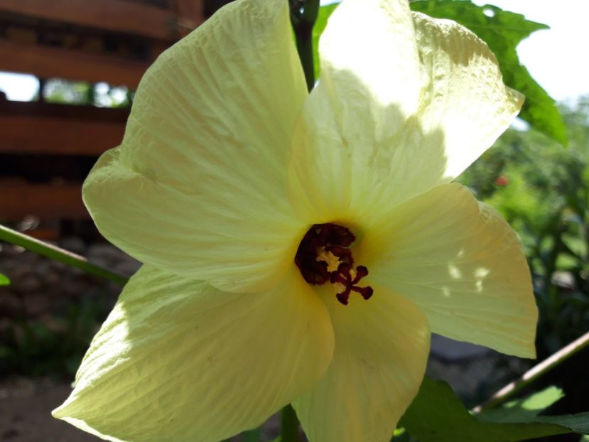 20210726_121728(0) - hibiscusii mei
